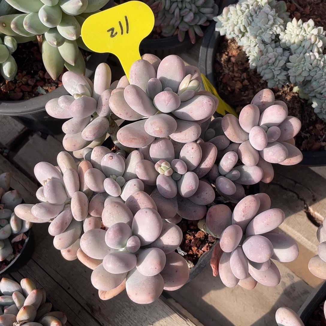 烟美人群生多肉植物211