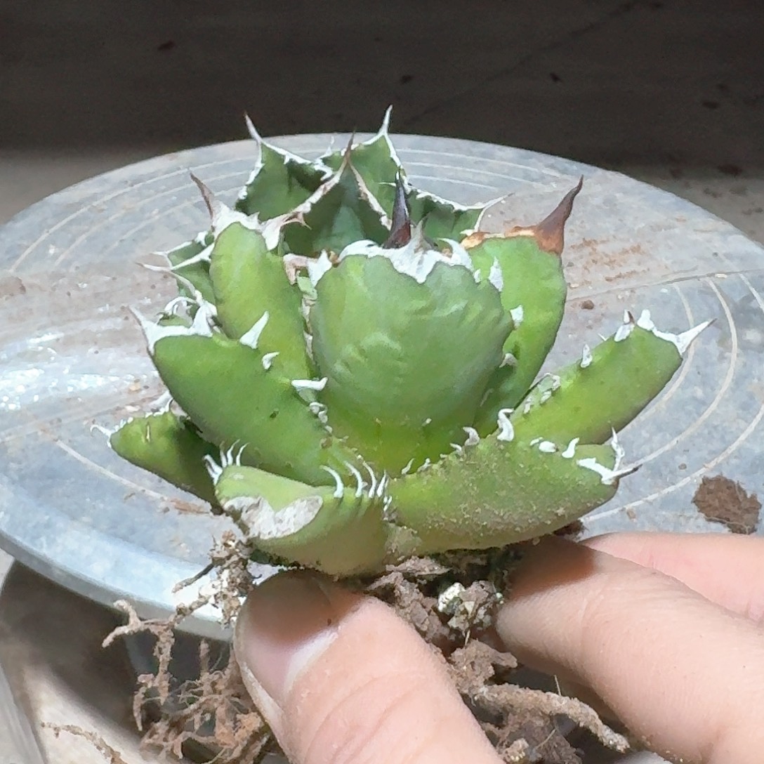 姬仁王冠龙舌兰一一