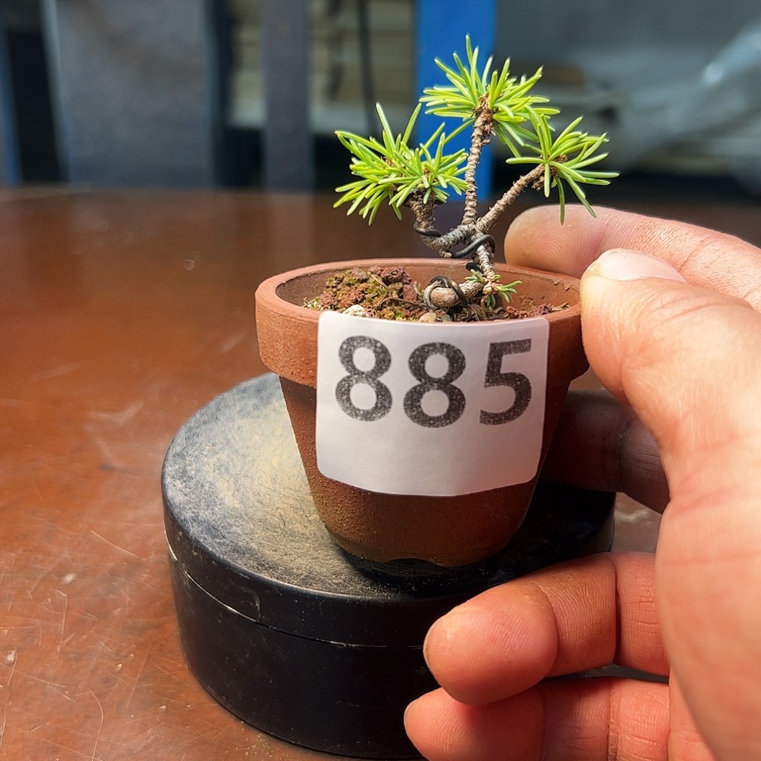 无花朵健健康康快快乐乐