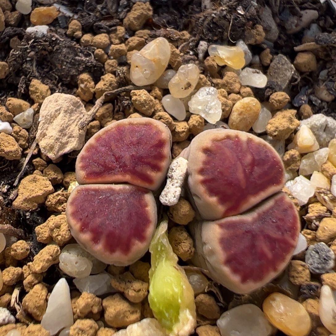 109多肉植物百科知识
