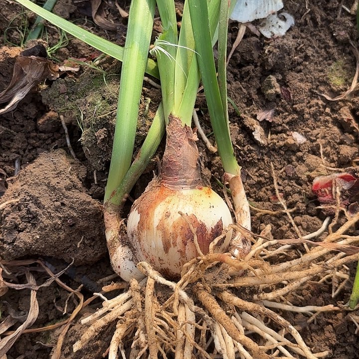 蔓越莓六号包对版