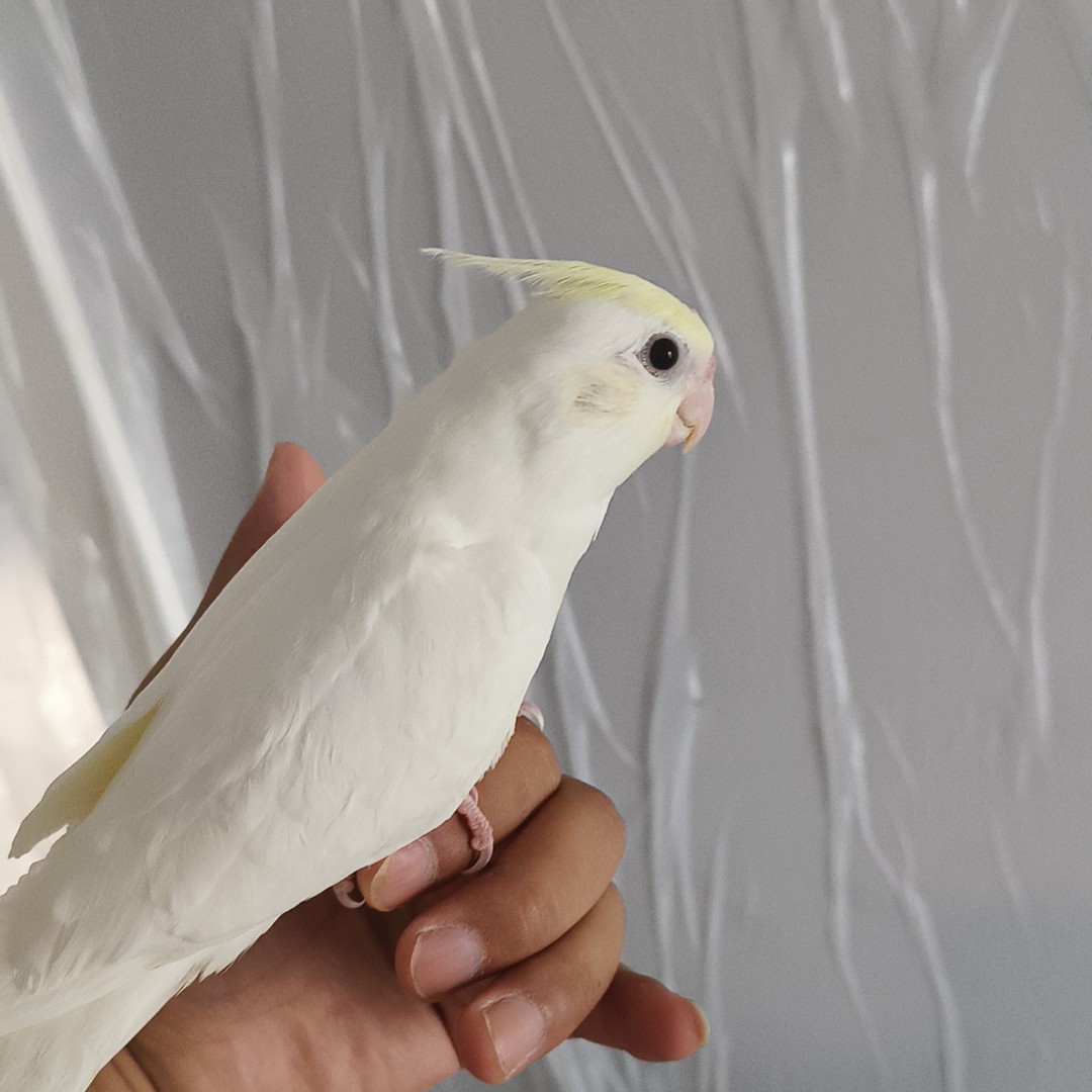 玄凤鹦鹉 牡丹鹦鹉 黏人可爱的小宠物