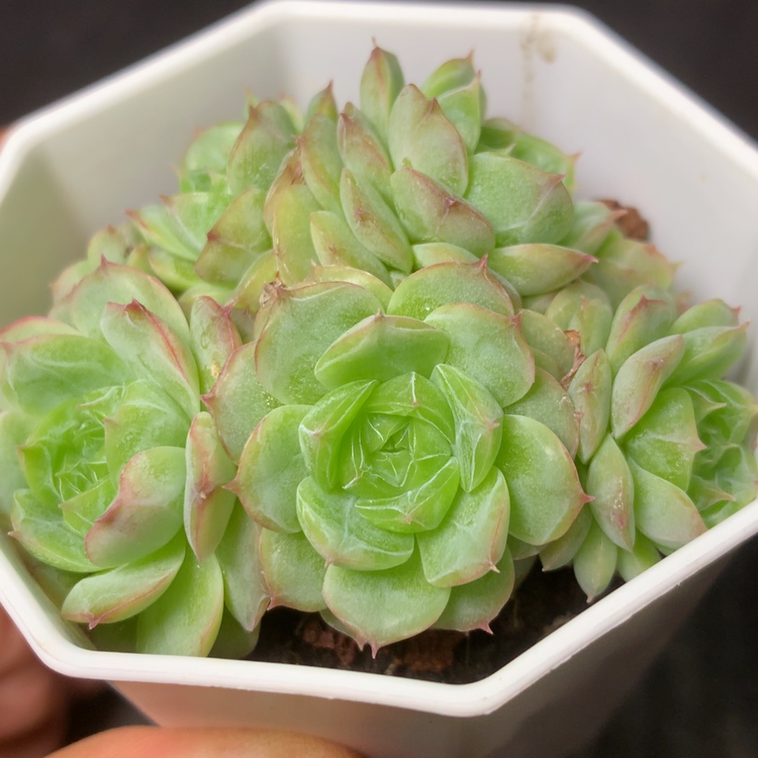 34 精品多肉一物一拍