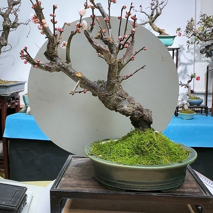 红陶上**杨d f g b h j k k l