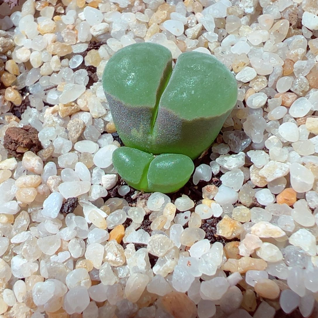 528-443多肉83极窗