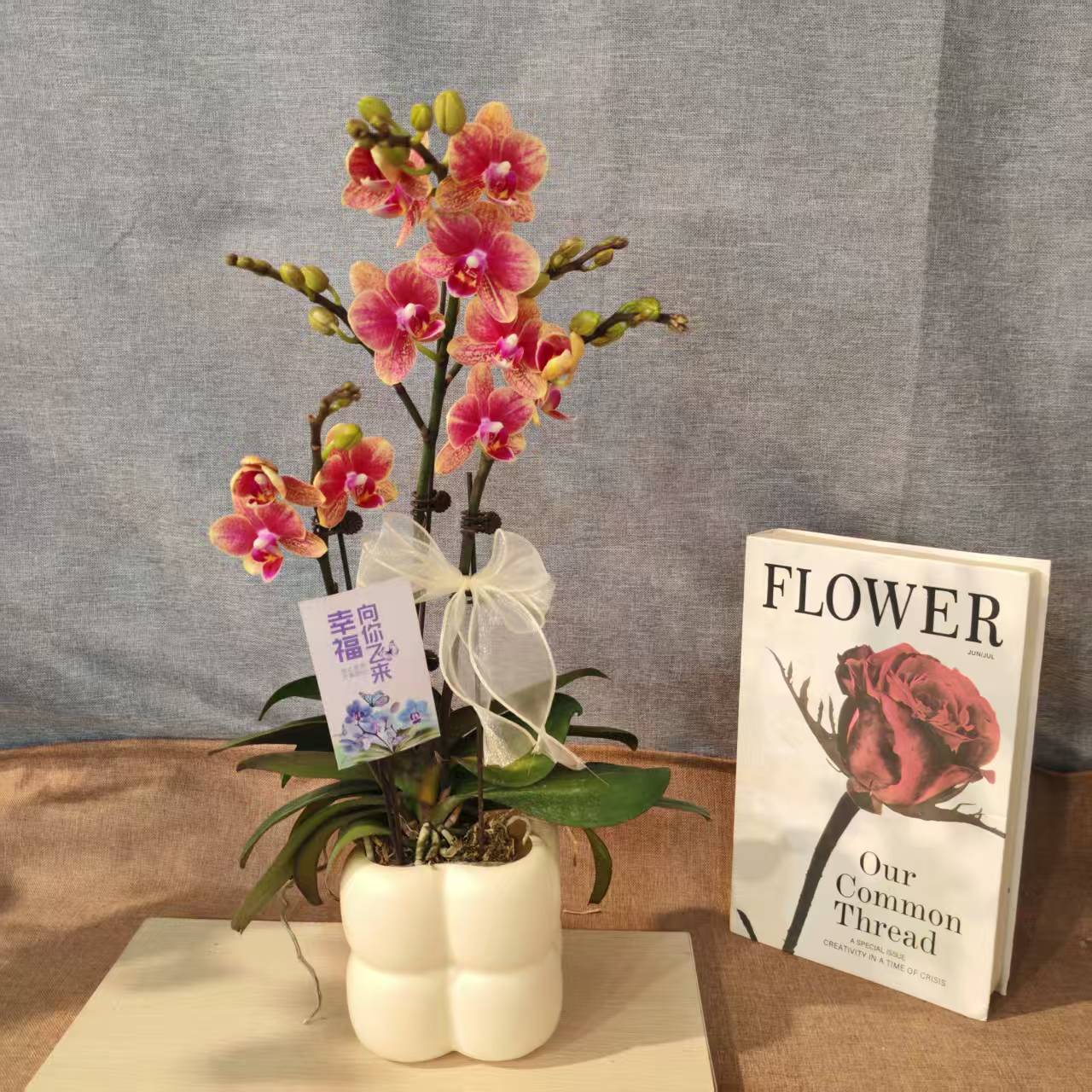 鲜花【聚宝盆】蝴蝶兰室内种植观赏送礼带花发货