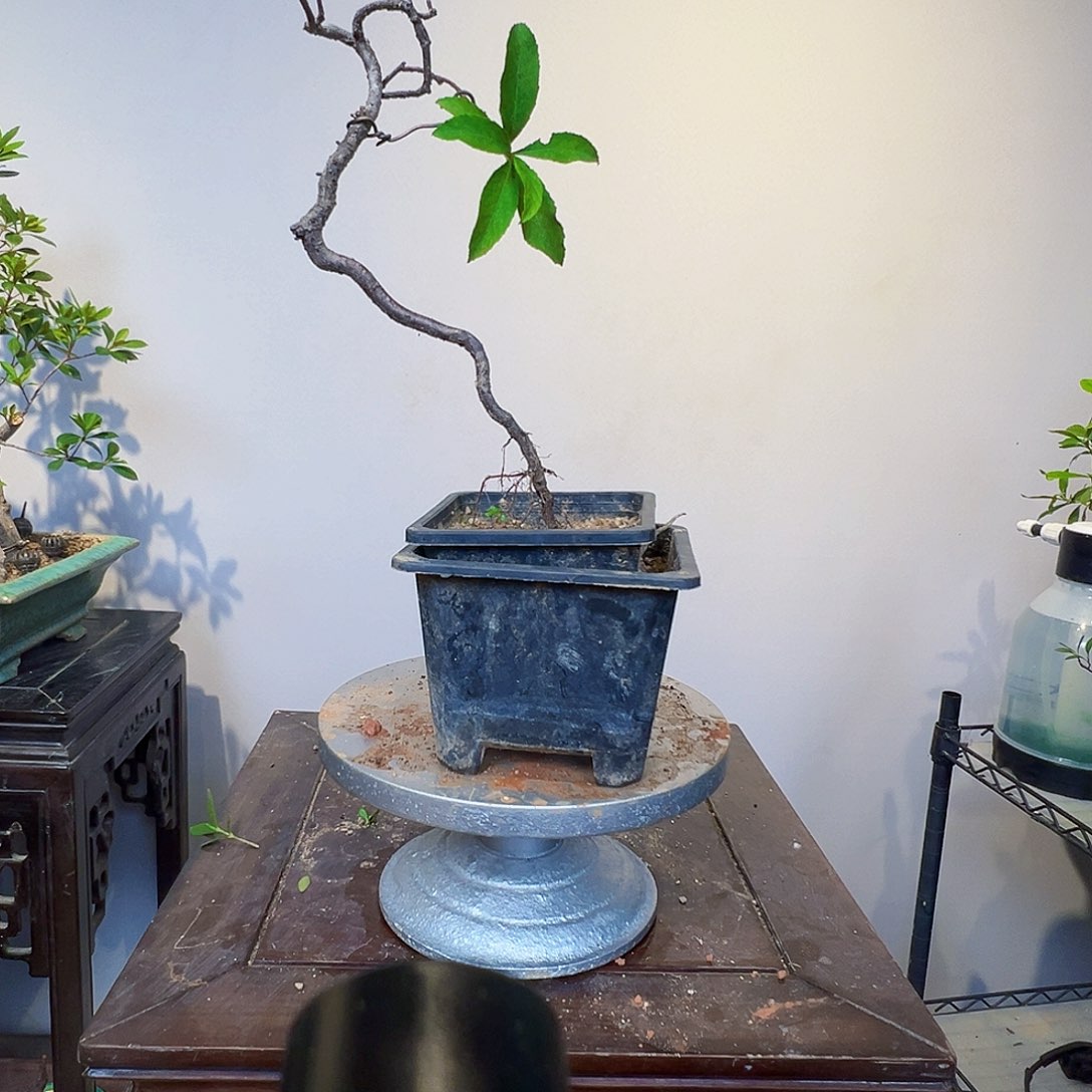 春花小品掌中宝绿植