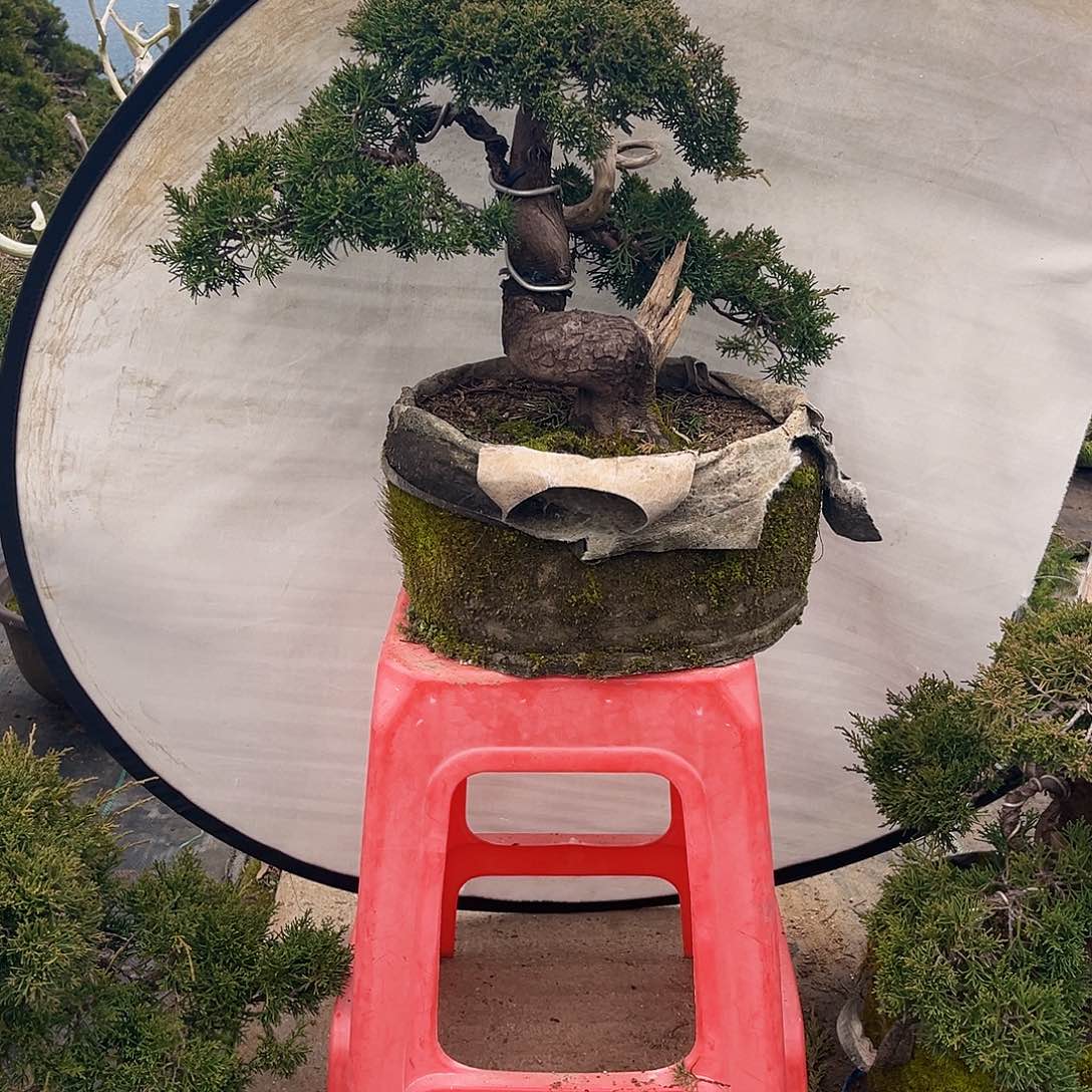 无花朵商****生济州真柏盆景