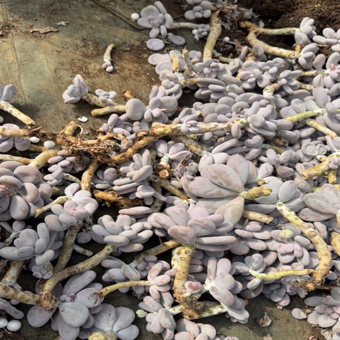 奶酪断枝【无售后】零度以下请带尾号联系客服打保温棉，不包冻