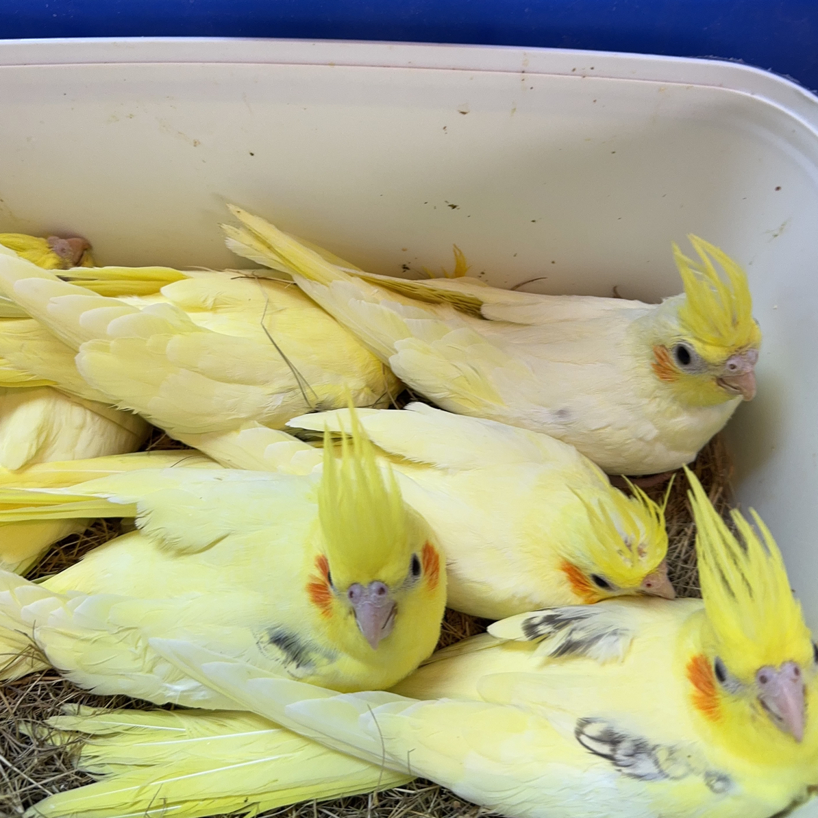 【直播专属福利】手养特色牡丹鹦鹉，玄凤鹦鹉，亲人手养训