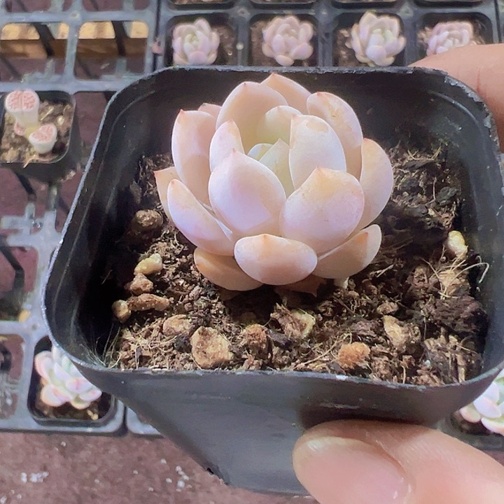 晚霞之舞精品多肉植物