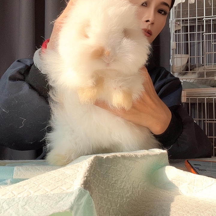 阿***婷网红英系安哥拉兔包到家碎班弟弟67