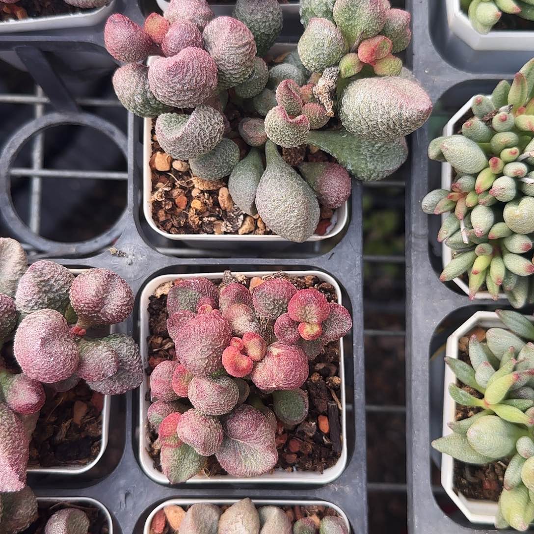 水蜜桃多肉植物包邮