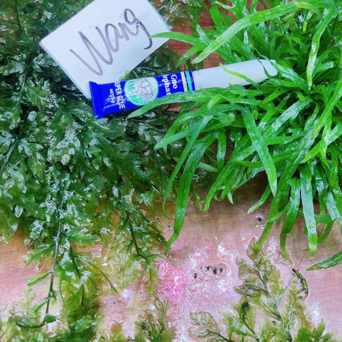 W***g美小呆哇塞套餐一份