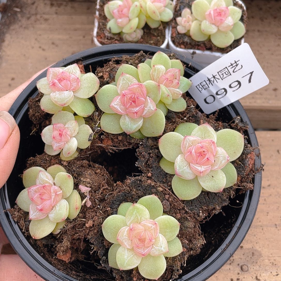 多肉植物多肉植物997