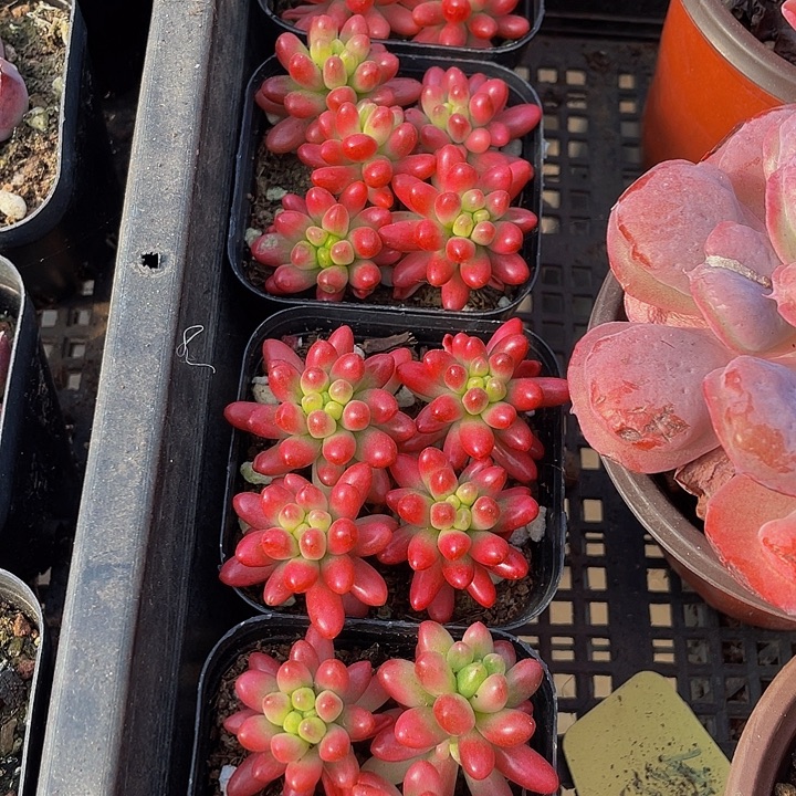 红之玉锦带盆土发货