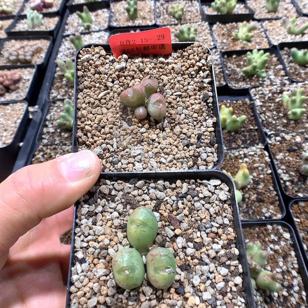 【闪购商品】2-15-29 杂2盆 22