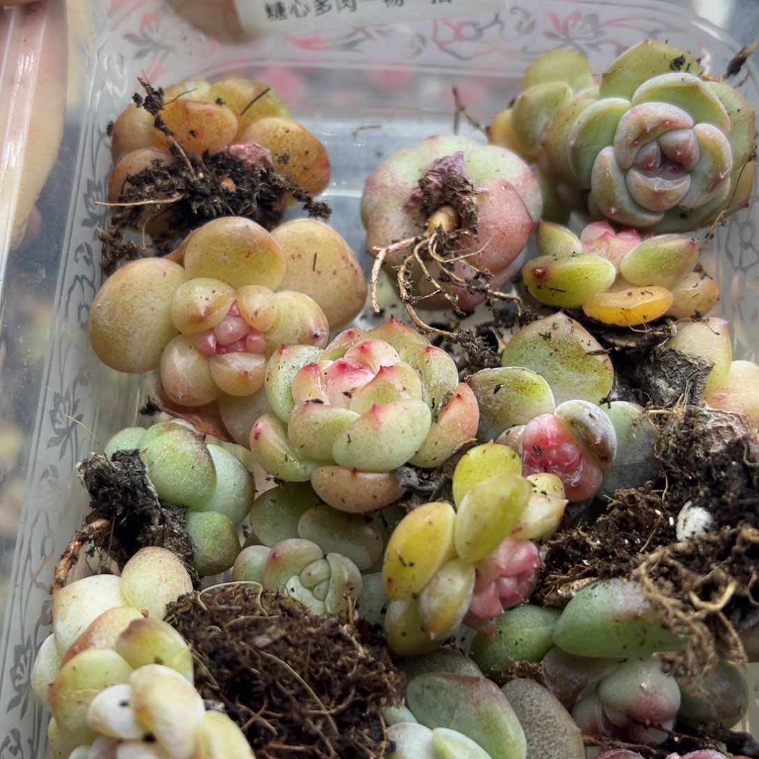 笑***笑糖心多肉一物一拍15号