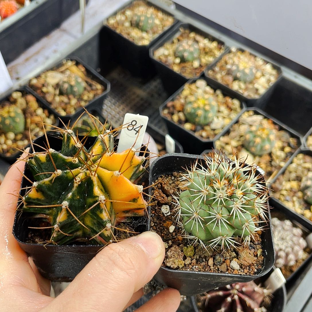 非偏远地区满25包邮仙人球