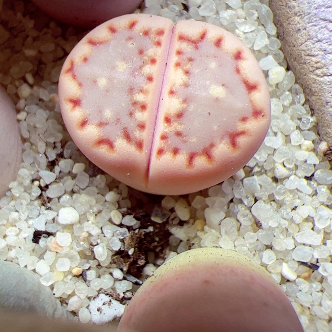 116优秀的肉肉83