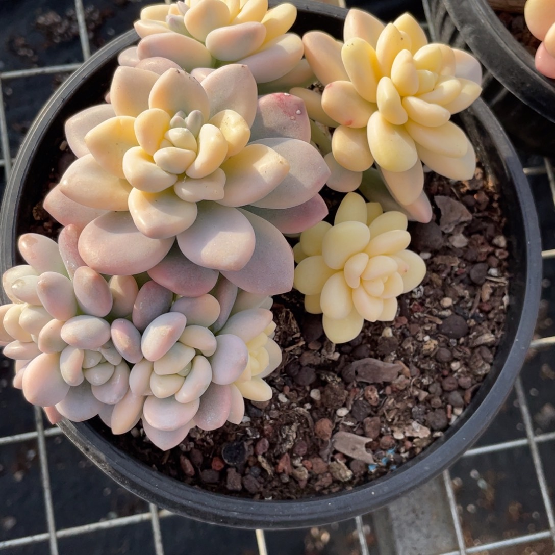女***°多肉植物盆栽多肉植物