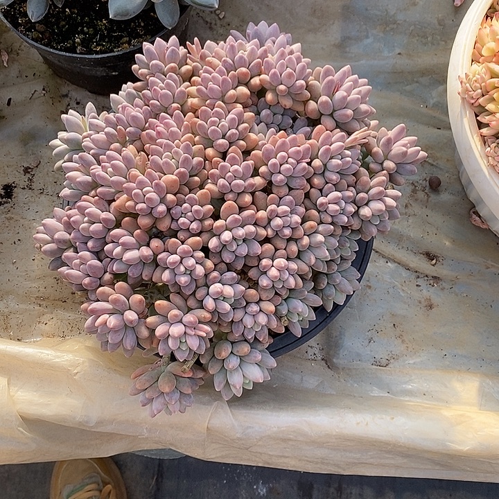 整群无坎星黛露多头