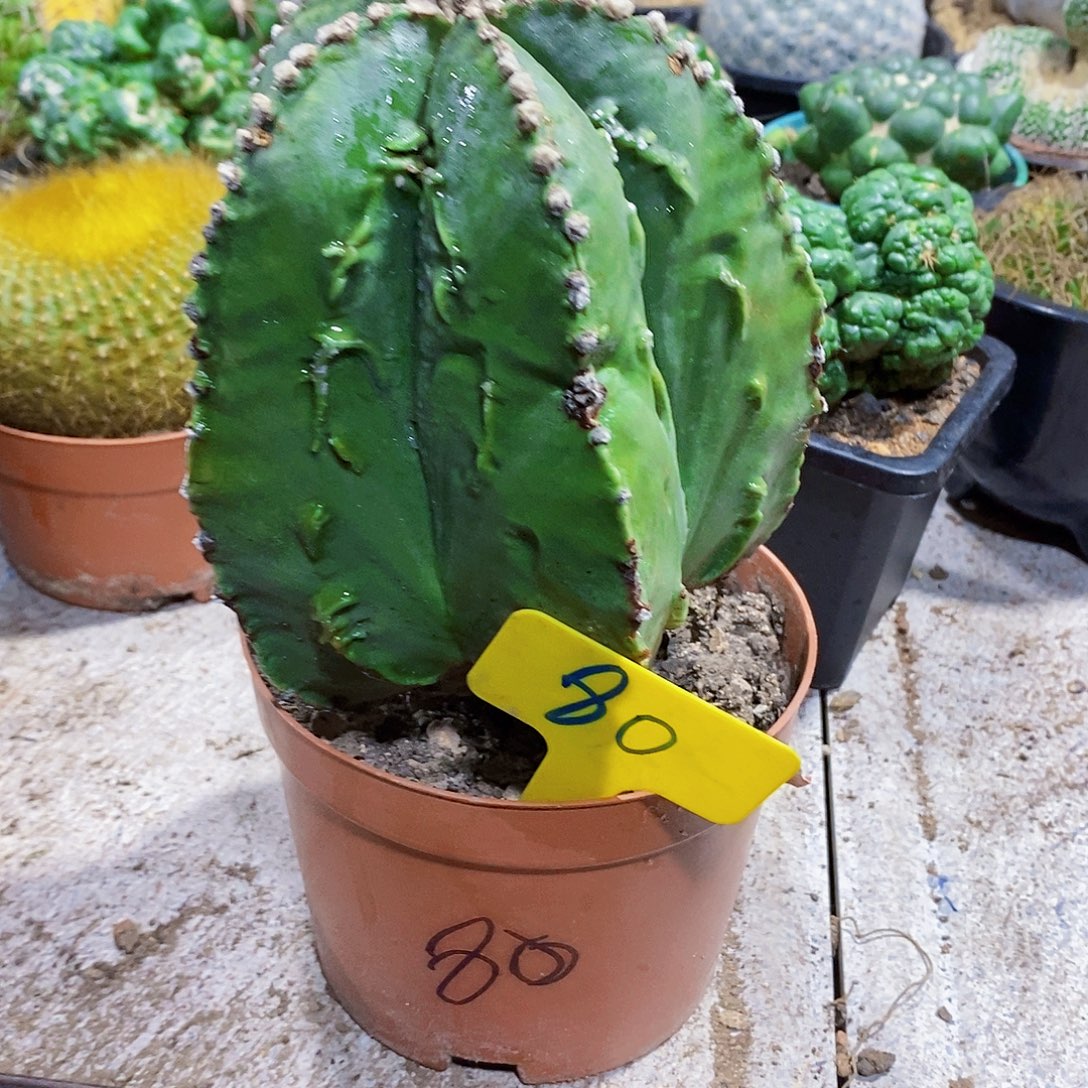 大80111111111111个