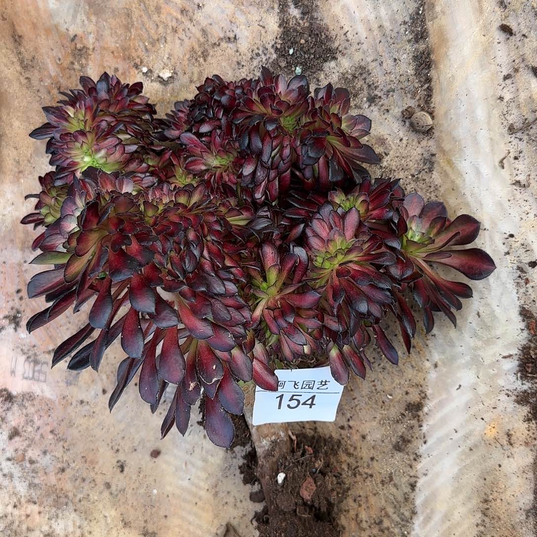 154多肉 墨颜缀 2颗
