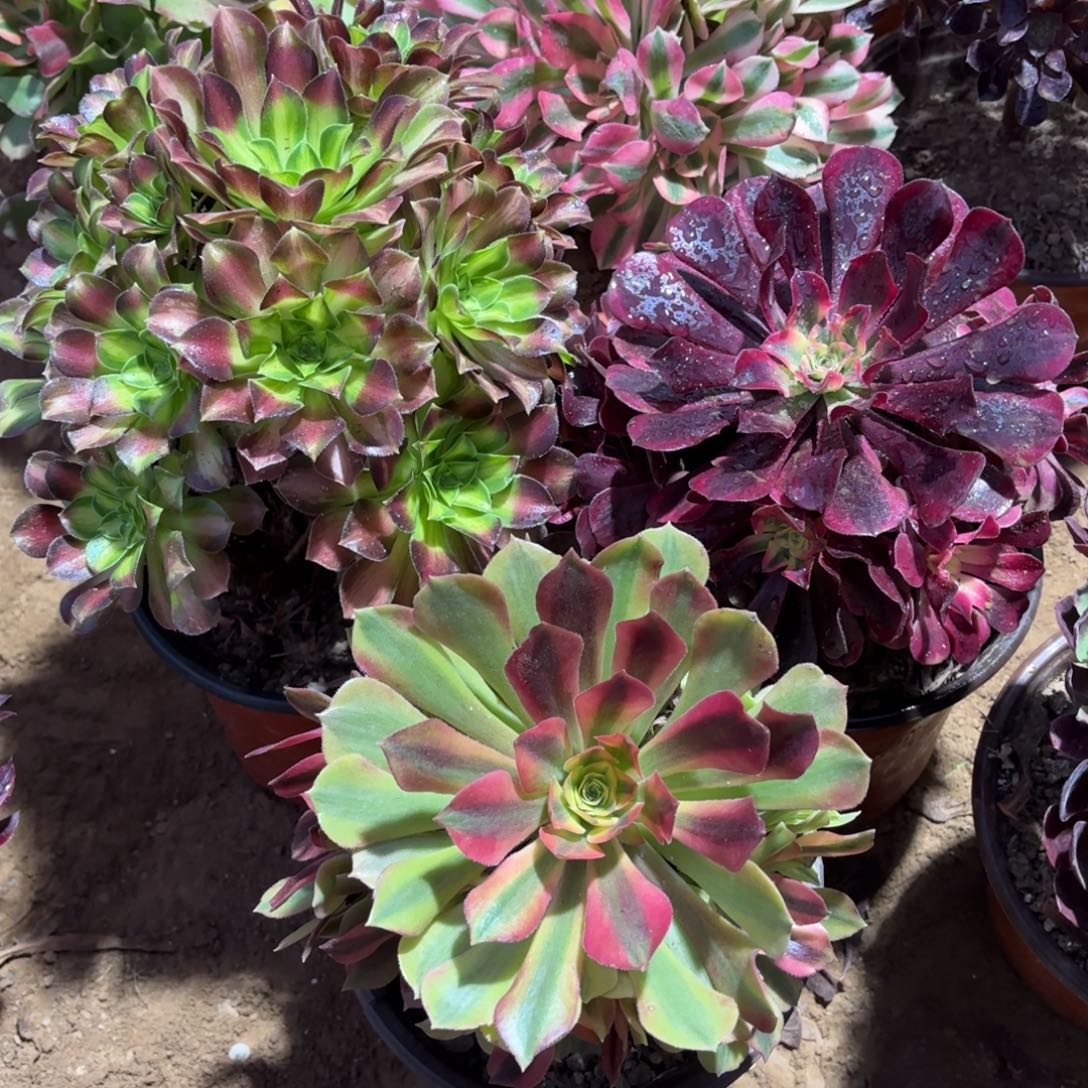 韶华美杜莎洛神22.8