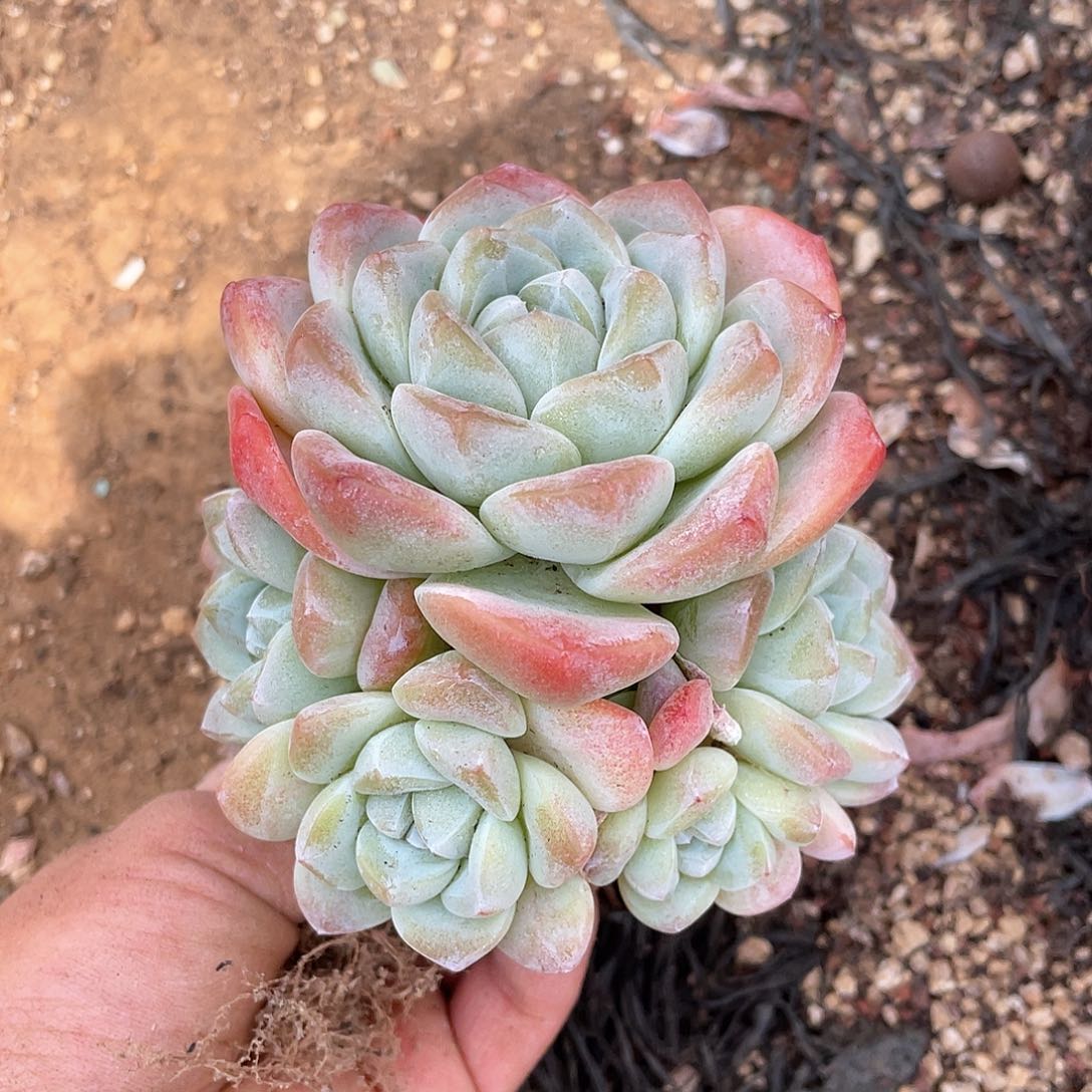 *️***多肉植物多肉植物