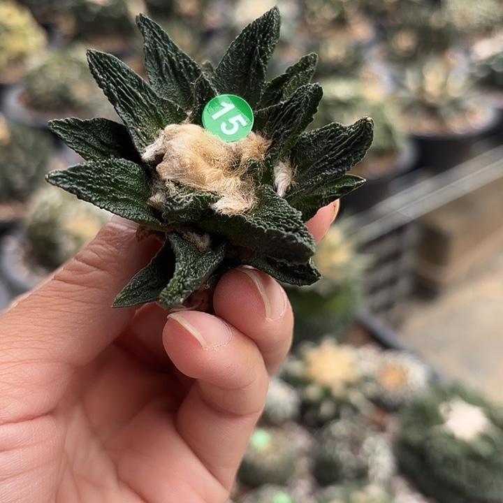 袖蒲苗接落地仙人球15