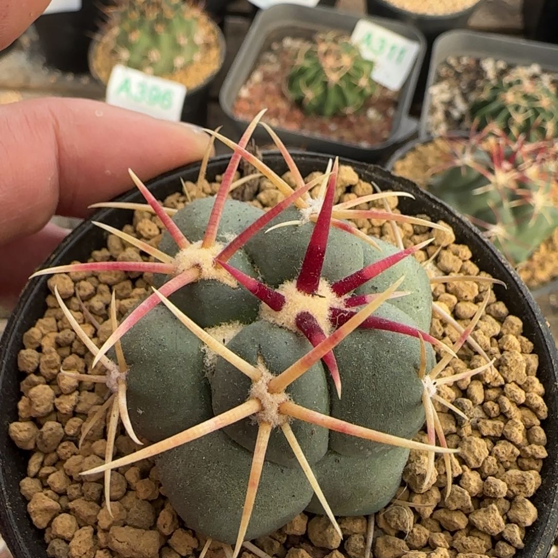 菲冠龙 实生仙人球501