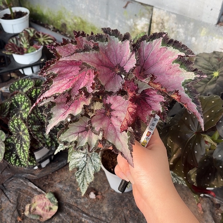 完全开放团扇秋海棠