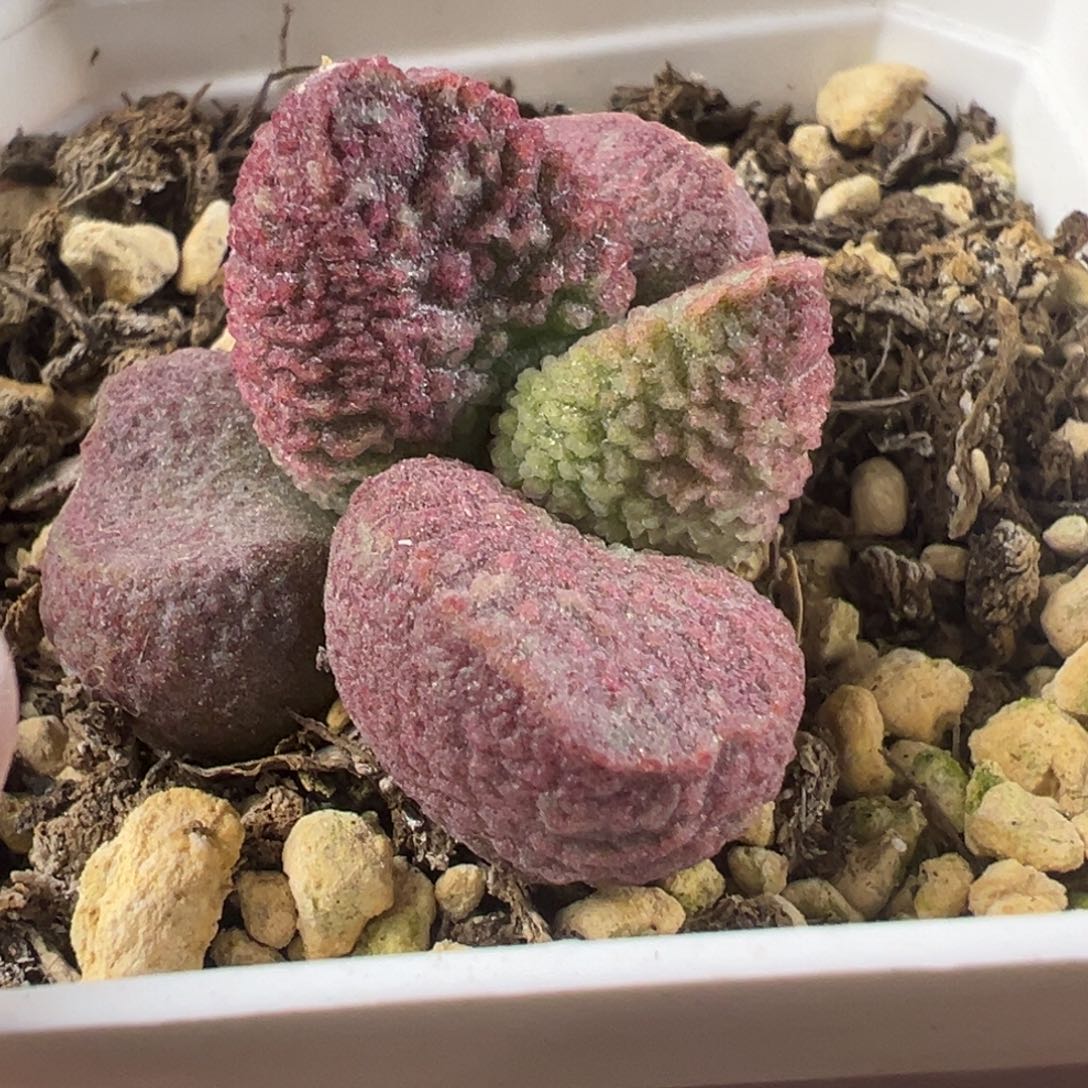 实生新品多肉植物水泡实生新品