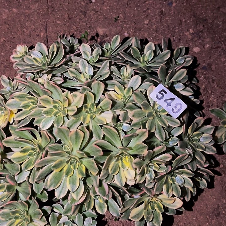 549甜茶多肉植物处理不售后