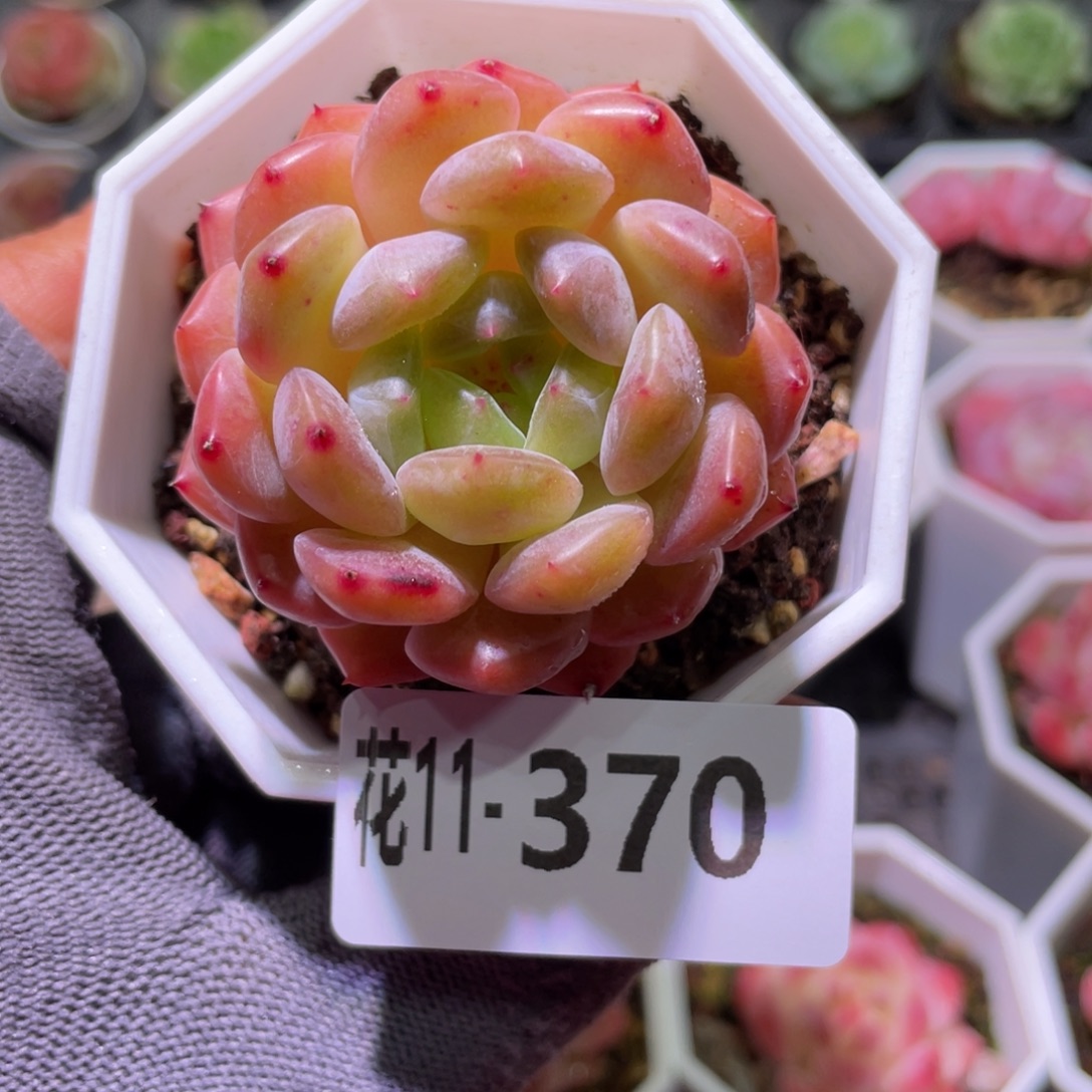 花利美11-370精选糖心