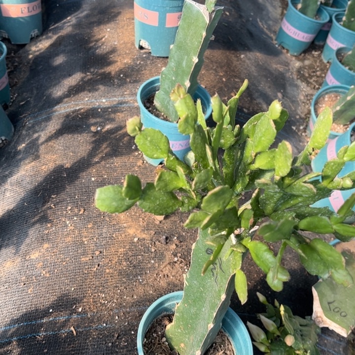 升***机10号红壤吧残次000000000