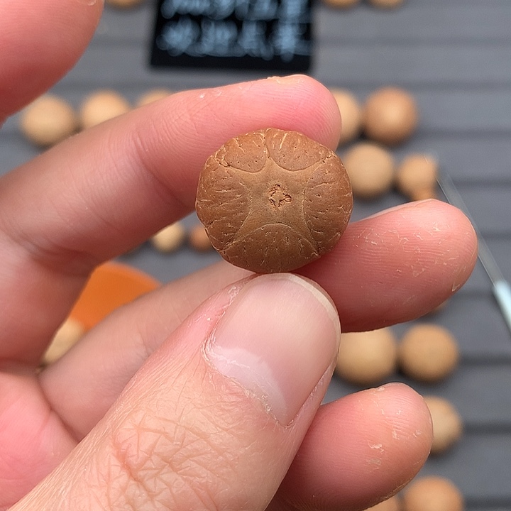 吊坠凤眼菩提19+五星，非质量问题开孔不退