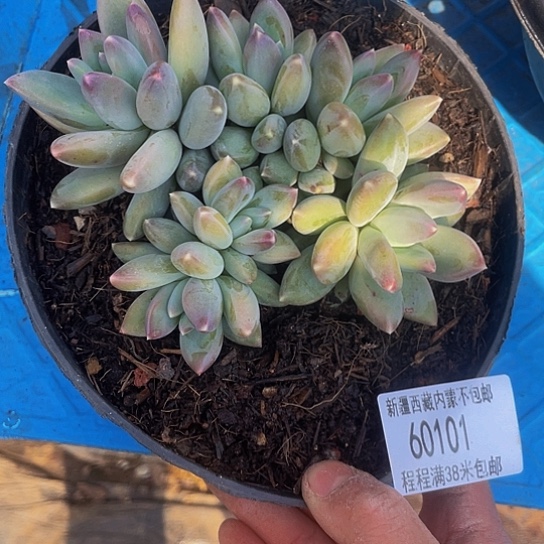 丽*梦星空美人60101多肉