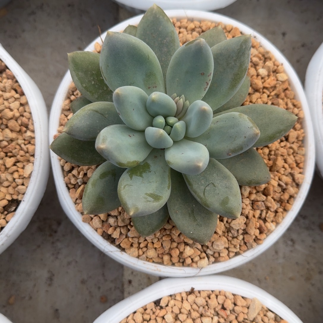 黄胖体 哥特 单头 一物一拍