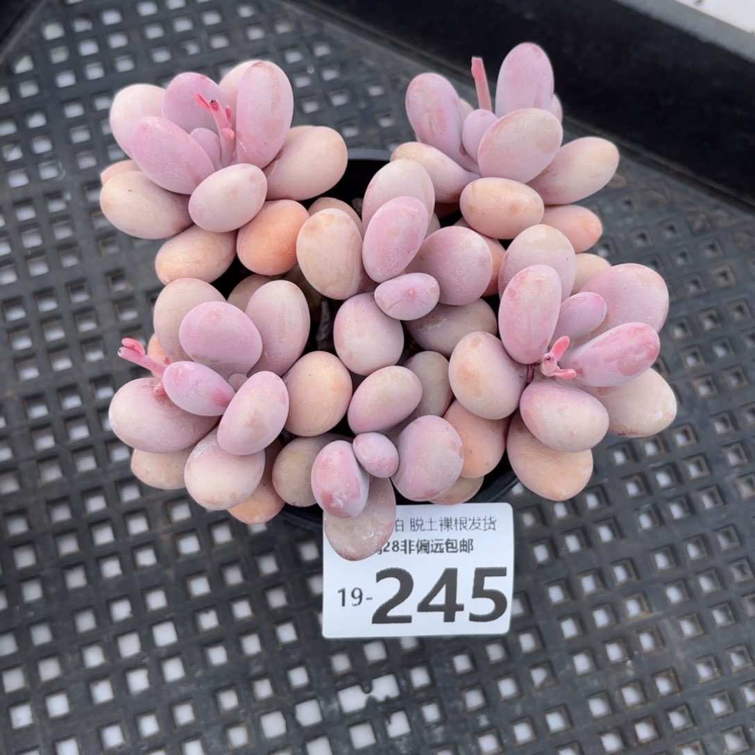 糖果桃蛋老桩多肉多肉多肉