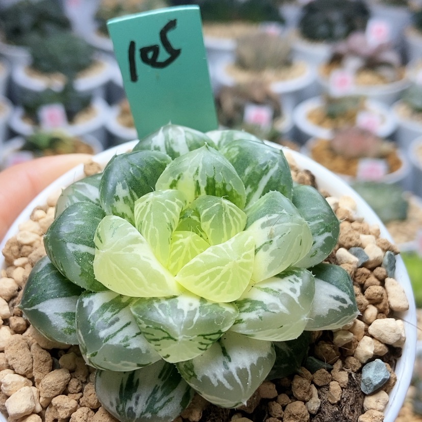 【闪购商品】58玛琳锦