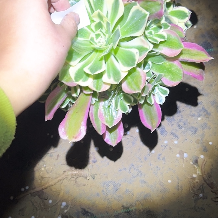 改*多肉法师植物链接108