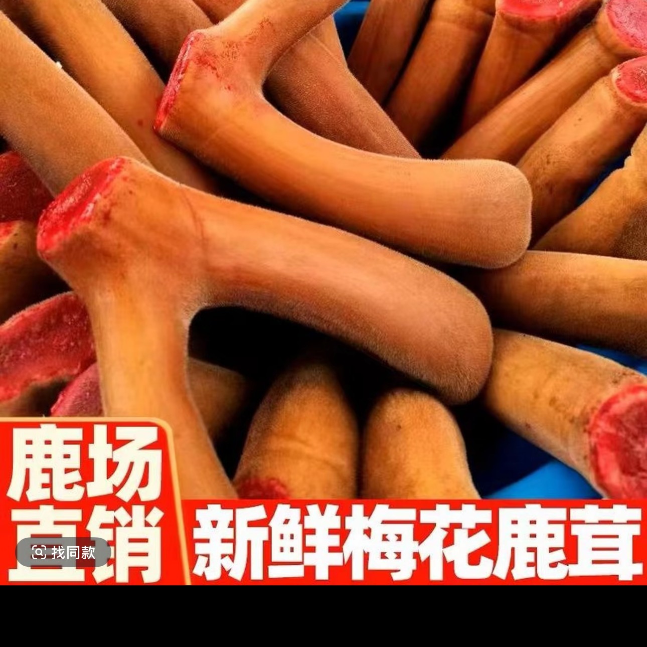 鹿茸小河流 东北鲜鹿茸