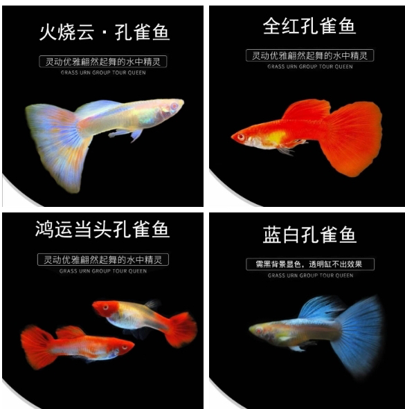 孔雀鱼全家福实物以观赏鱼直播间为准！