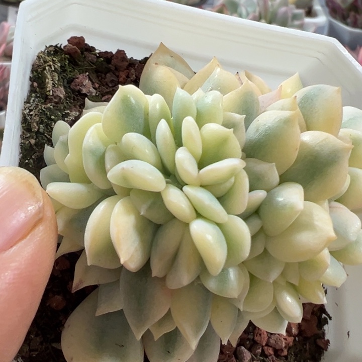 雪精灵锦缀233多肉植物