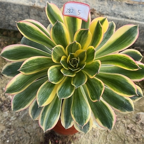 多肉植物灿烂282号