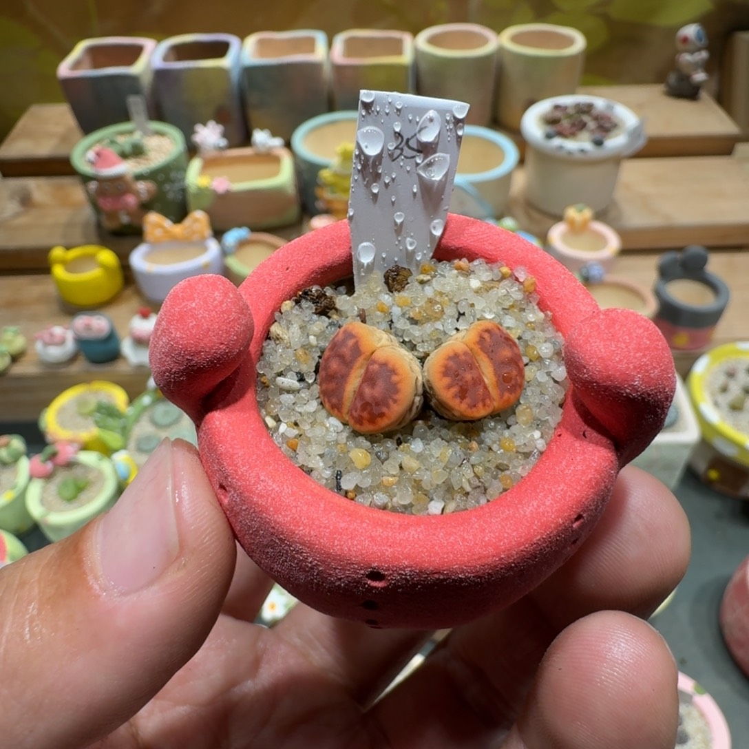 蘑菇1622日长石多肉植物