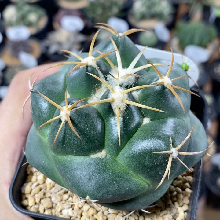 56号安宅象牙7cm