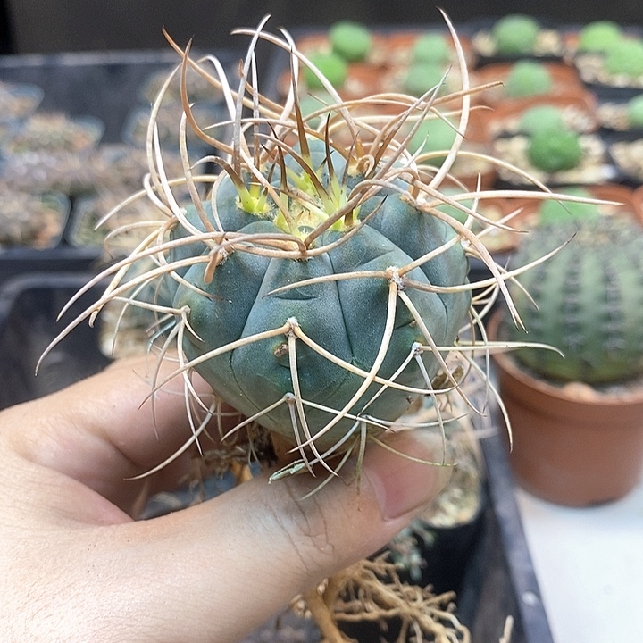 实生狂刺光琳玉整体7公分